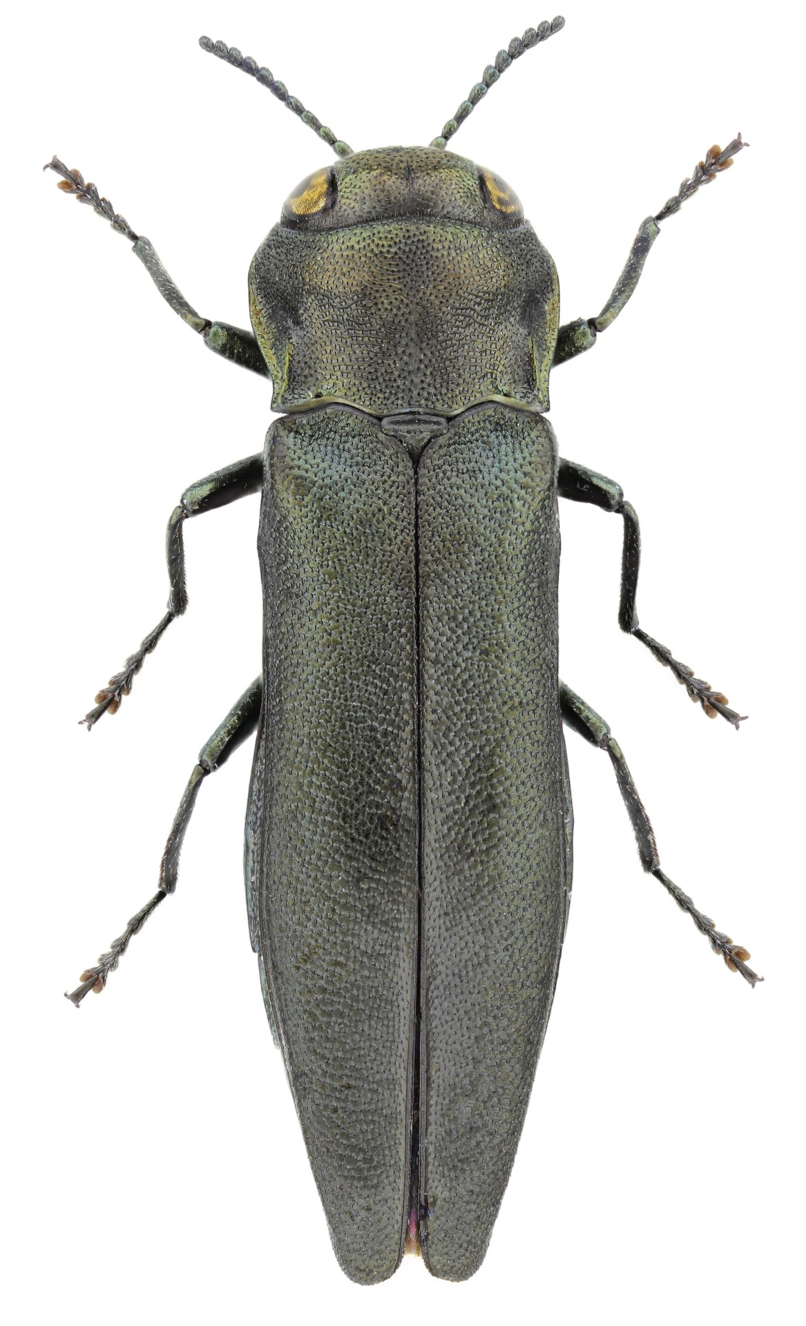 Agrilus betuleti Ratzeburg, 1837 Krasciprahy